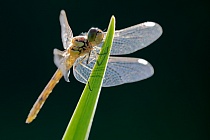 Große Heidelibelle (Sympetrum striolatum), juveniles Weibchen