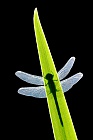 Große Heidelibelle (Sympetrum striolatum) nach dem Schlupf