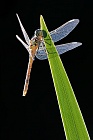 Große Heidelibelle (Sympetrum striolatum) nach dem Schlupf