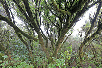 Wolkenverhangener Nebelwald im Anaga-Gebirge im Nordosten von Teneriffa