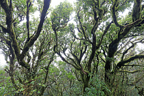 Wolkenverhangener Nebelwald im Anaga-Gebirge im Nordosten von Teneriffa