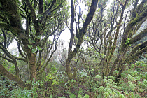 Wolkenverhangener Nebelwald im Anaga-Gebirge im Nordosten von Teneriffa