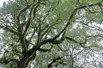 Wolkenverhangener Nebelwald im Anaga-Gebirge im Nordosten von Teneriffa