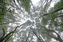 Wolkenverhangener Nebelwald im Anaga-Gebirge im Nordosten von Teneriffa