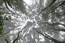 Wolkenverhangener Nebelwald im Anaga-Gebirge im Nordosten von Teneriffa