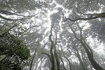 Wolkenverhangener Nebelwald im Anaga-Gebirge im Nordosten von Teneriffa