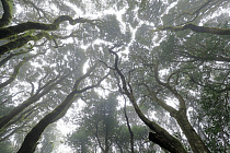 Wolkenverhangener Nebelwald im Anaga-Gebirge im Nordosten von Teneriffa