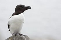 Der Tordalk ist ein weiterer Vertreter der Alkenvögel. Neben seinen Verwandten, den Papageitauchern und Trottellummen, lebt eine kleine Population auch auf den Farne Inseln.