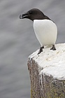 Der Tordalk ist ein weiterer Vertreter der Alkenvögel. Neben seinen Verwandten, den Papageitauchern und Trottellummen, lebt eine kleine Population auch auf den Farne Inseln.