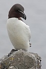 Der Tordalk ist ein weiterer Vertreter der Alkenvögel. Neben seinen Verwandten, den Papageitauchern und Trottellummen, lebt eine kleine Population auch auf den Farne Inseln.