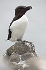 Der Tordalk ist ein weiterer Vertreter der Alkenvögel. Neben seinen Verwandten, den Papageitauchern und Trottellummen, lebt eine kleine Population auch auf den Farne Inseln.