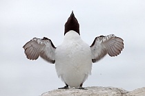 Der Tordalk ist ein weiterer Vertreter der Alkenvögel. Neben seinen Verwandten, den Papageitauchern und Trottellummen, lebt eine kleine Population auch auf den Farne Inseln.