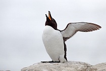 Der Tordalk ist ein weiterer Vertreter der Alkenvögel. Neben seinen Verwandten, den Papageitauchern und Trottellummen, lebt eine kleine Population auch auf den Farne Inseln.