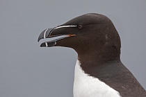 Der Tordalk ist ein weiterer Vertreter der Alkenvögel. Neben seinen Verwandten, den Papageitauchern und Trottellummen, lebt eine kleine Population auch auf den Farne Inseln.