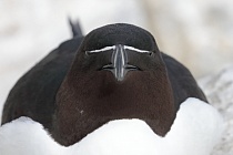Der Tordalk ist ein weiterer Vertreter der Alkenvögel. Neben seinen Verwandten, den Papageitauchern und Trottellummen, lebt eine kleine Population auch auf den Farne Inseln.