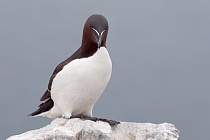 Der Tordalk ist ein weiterer Vertreter der Alkenvögel. Neben seinen Verwandten, den Papageitauchern und Trottellummen, lebt eine kleine Population auch auf den Farne Inseln.