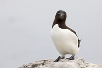 Der Tordalk ist ein weiterer Vertreter der Alkenvögel. Neben seinen Verwandten, den Papageitauchern und Trottellummen, lebt eine kleine Population auch auf den Farne Inseln.