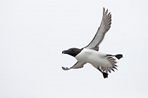 Der Tordalk ist ein weiterer Vertreter der Alkenvögel. Neben seinen Verwandten, den Papageitauchern und Trottellummen, lebt eine kleine Population auch auf den Farne Inseln.