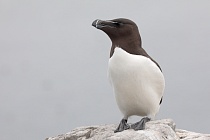 Der Tordalk ist ein weiterer Vertreter der Alkenvögel. Neben seinen Verwandten, den Papageitauchern und Trottellummen, lebt eine kleine Population auch auf den Farne Inseln.