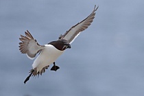 Der Tordalk ist ein weiterer Vertreter der Alkenvögel. Neben seinen Verwandten, den Papageitauchern und Trottellummen, lebt eine kleine Population auch auf den Farne Inseln.