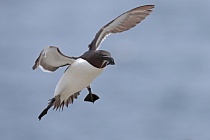 Der Tordalk ist ein weiterer Vertreter der Alkenvögel. Neben seinen Verwandten, den Papageitauchern und Trottellummen, lebt eine kleine Population auch auf den Farne Inseln.