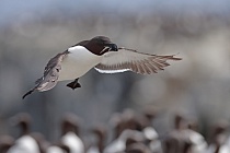 Der Tordalk ist ein weiterer Vertreter der Alkenvögel. Neben seinen Verwandten, den Papageitauchern und Trottellummen, lebt eine kleine Population auch auf den Farne Inseln.