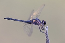 Schwarzer Sonnenzeiger (Trithemis festiva), Türkei