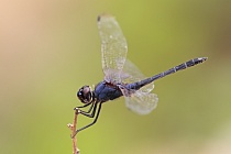 Schwarzer Sonnenzeiger (trithemis festiva), Türkei