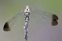 Schwarzer Sonnenzeiger (Trithemis festiva), Türkei