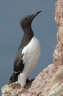 Trottellumme auf Helgoland