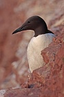 Trottellumme auf Helgoland