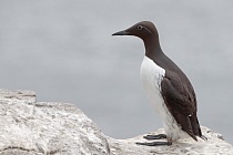 Trottellumme auf den Farne Islands, Nordostengland