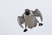 Trottellumme auf den Farne Islands, Nordostengland