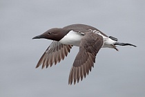 Trottellumme auf den Farne Islands, Nordostengland