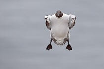 Trottellumme auf den Farne Islands, Nordostengland