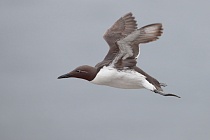 Trottellumme auf den Farne Islands, Nordostengland