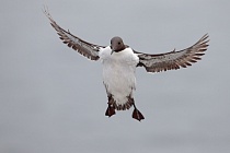 Trottellumme auf den Farne Islands, Nordostengland