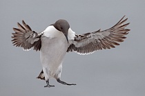 Trottellumme auf den Farne Islands, Nordostengland