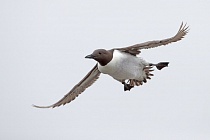 Trottellumme auf den Farne Islands, Nordostengland