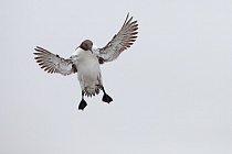Trottellumme auf den Farne Islands, Nordostengland