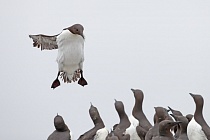 Trottellumme auf den Farne Islands, Nordostengland