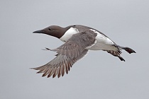 Trottellumme auf den Farne Islands, Nordostengland