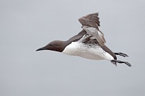 Trottellumme auf den Farne Islands, Nordostengland