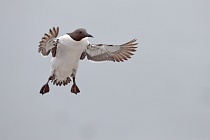 Trottellumme auf den Farne Islands, Nordostengland