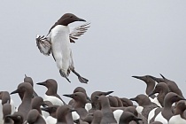 Trottellumme auf den Farne Islands, Nordostengland