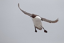 Trottellumme auf den Farne Islands, Nordostengland