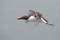 Trottellumme auf den Farne Islands, Nordostengland