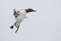 Trottellumme auf den Farne Islands, Nordostengland