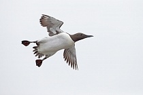 Trottellumme auf den Farne Islands, Nordostengland