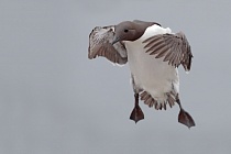 Trottellumme auf den Farne Islands, Nordostengland